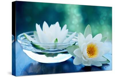 White Lotus Flower Photographic Print Olga Miltsova Art Com