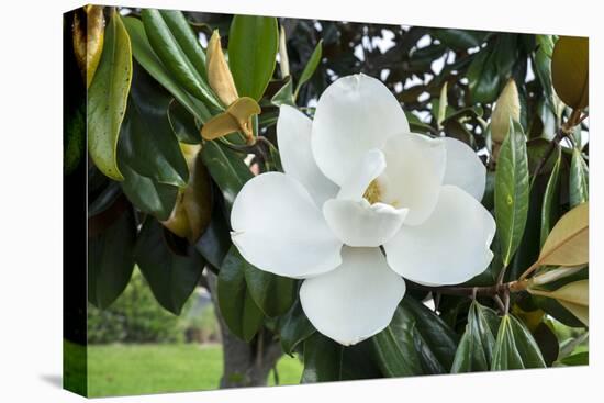 White Magnolia blossom, Florida, USA-Lisa S. Engelbrecht-Premier Image Canvas