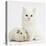 White Main Coon-Cross Kitten with White Guinea Pig-Mark Taylor-Premier Image Canvas