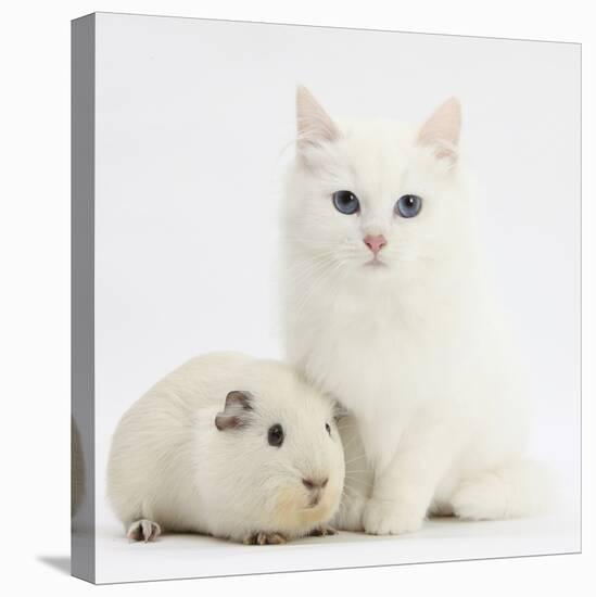 White Main Coon-Cross Kitten with White Guinea Pig-Mark Taylor-Premier Image Canvas