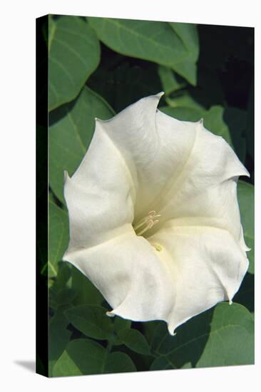 White Moonflower-Anna Miller-Premier Image Canvas