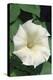 White Moonflower-Anna Miller-Premier Image Canvas