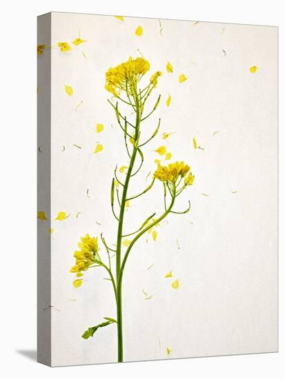 White Mustard, Mustard, Sinapis Alba, Stalk, Blossoms, Yellow-Axel Killian-Premier Image Canvas