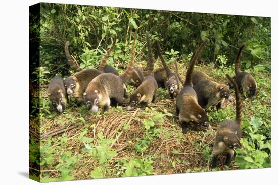 White-Nosed Coatimundi Group-null-Premier Image Canvas