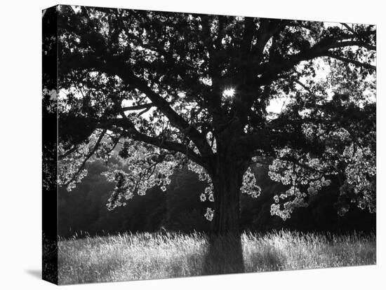 White Oak Tree, Great Smoky Mountains National Park, Cades Cove, Tennessee, USA-Adam Jones-Premier Image Canvas