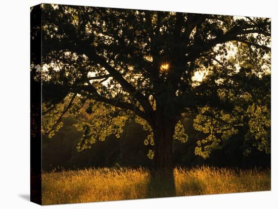 White Oak Tree, Great Smoky Mountains National Park, Cades Cove, Tennessee, USA-Adam Jones-Premier Image Canvas