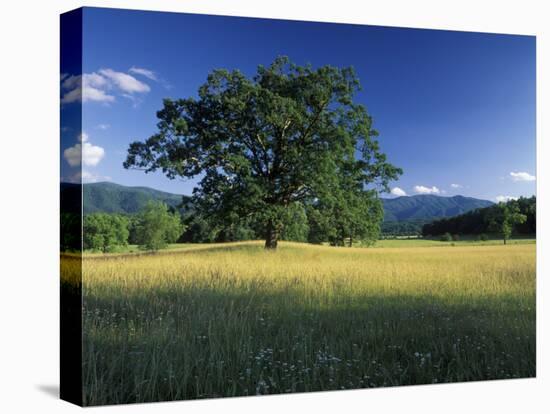 White Oak Tree in Grassy Field, Cades Cove, Great Smoky Mountains National Park, Tennessee, USA-Adam Jones-Premier Image Canvas