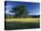 White Oak Tree in Grassy Field, Cades Cove, Great Smoky Mountains National Park, Tennessee, USA-Adam Jones-Premier Image Canvas