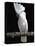 White or Umbrella Cockatoo-Lynn M^ Stone-Premier Image Canvas