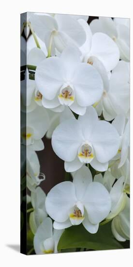 White Orchid Blooms-Anna Miller-Premier Image Canvas