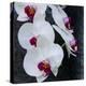 White Orchid Blooms-Anna Miller-Premier Image Canvas