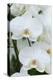 White orchid blooms-Anna Miller-Premier Image Canvas