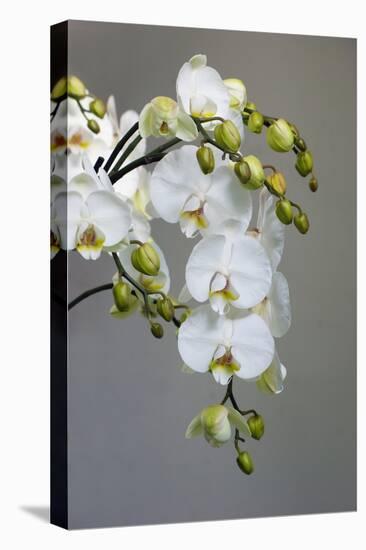 White orchid blooms-Anna Miller-Premier Image Canvas