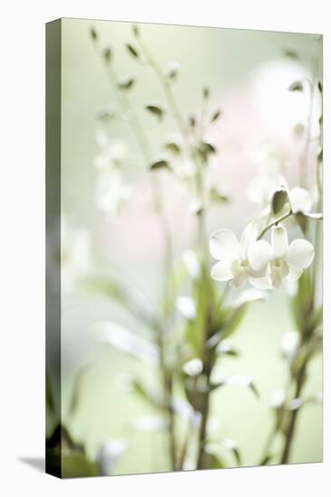 White Orchid I-Karyn Millet-Premier Image Canvas