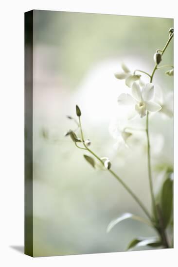 White Orchid II-Karyn Millet-Premier Image Canvas