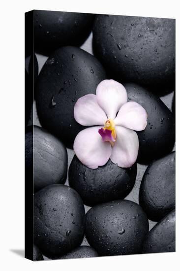 White Orchid with Therapy Stones-crystalfoto-Premier Image Canvas