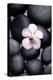 White Orchid with Therapy Stones-crystalfoto-Premier Image Canvas