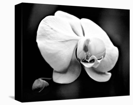 White Orchid-Harold Silverman-Stretched Canvas