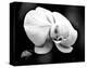 White Orchid-Harold Silverman-Stretched Canvas