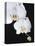 White Orchid-John-Francis Bourke-Premier Image Canvas