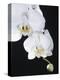 White Orchid-John-Francis Bourke-Premier Image Canvas