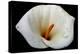 White Orchid-null-Stretched Canvas