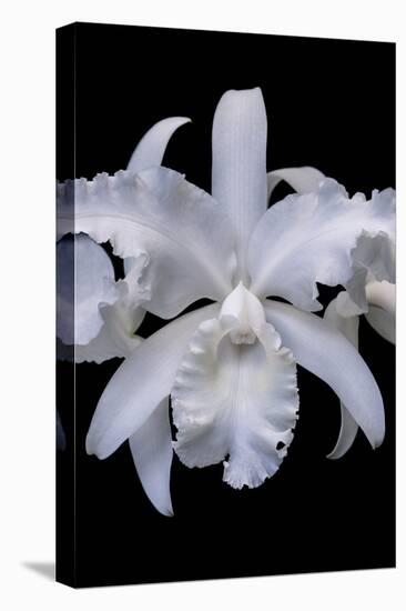 White Orchid-Lisa Engelbrecht-Premier Image Canvas