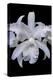 White Orchid-Lisa Engelbrecht-Premier Image Canvas