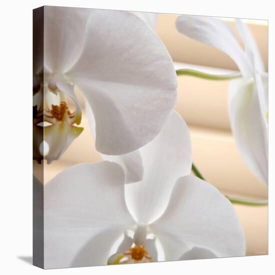 White Orchids I-Nicole Katano-Stretched Canvas