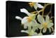White Orchids II-Brian Moore-Premier Image Canvas