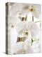 White Orchids-Savanah Plank-Stretched Canvas