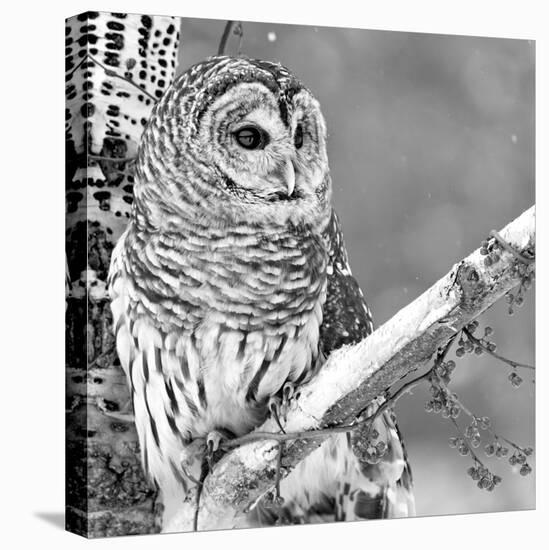 White Owl-null-Premier Image Canvas