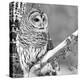 White Owl-null-Premier Image Canvas