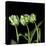 White Parrot Tulips-Magda Indigo-Stretched Canvas