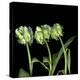 White Parrot Tulips-Magda Indigo-Stretched Canvas