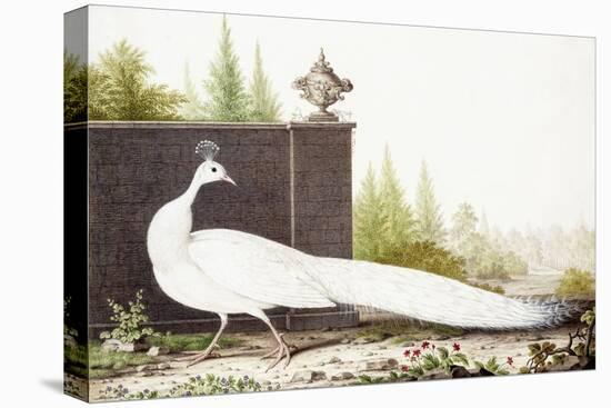 White Peacock-Nicolas Robert-Premier Image Canvas