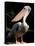 White Pelican, Everglades, Florida, USA-Gavriel Jecan-Premier Image Canvas