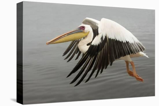 White Pelican in Flight-null-Premier Image Canvas