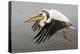 White Pelican in Flight-null-Premier Image Canvas