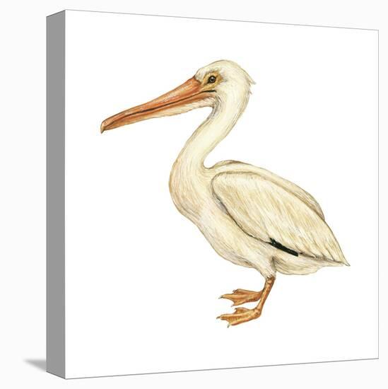 White Pelican (Pelecanus Erythrorhynchos), Birds-Encyclopaedia Britannica-Stretched Canvas