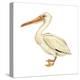 White Pelican (Pelecanus Erythrorhynchos), Birds-Encyclopaedia Britannica-Stretched Canvas