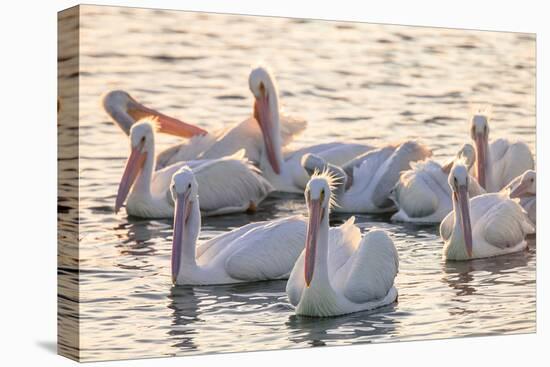 White Pelicans, Pelecanus Erythrorhynchos, Viera Wetlands Florida, USA-Maresa Pryor-Premier Image Canvas