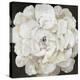 White Peonia-Asia Jensen-Stretched Canvas