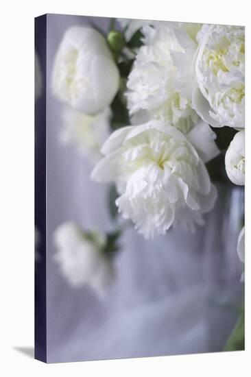 White Peonies in a Vase-Anna Miller-Premier Image Canvas