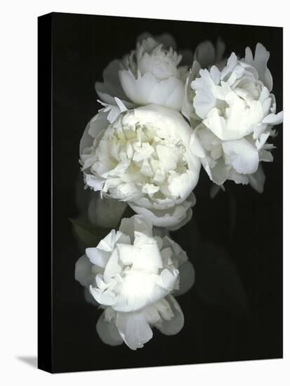 White Peonies-Anna Miller-Premier Image Canvas