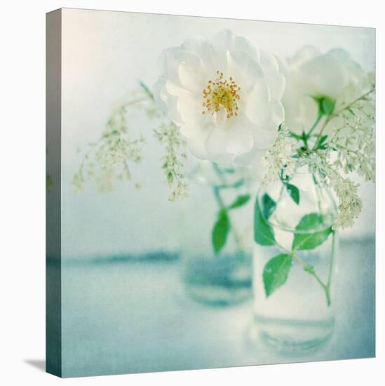 White Peonies-Sarah Gardner-Premier Image Canvas