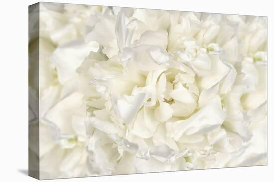 White Peony Flower-Cora Niele-Premier Image Canvas