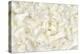 White Peony Flower-Cora Niele-Premier Image Canvas