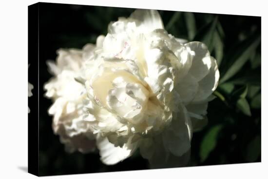 White Peony In Spring-Michelle Calkins-Stretched Canvas