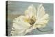 White Peony-Patricia Pinto-Stretched Canvas
